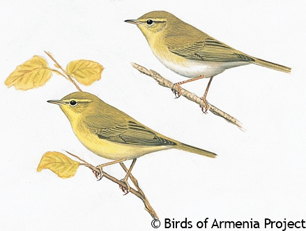 Willow Warbler