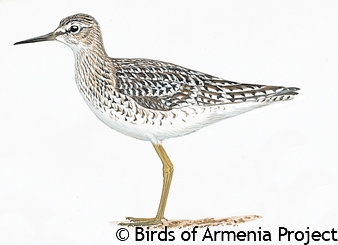 Wood Sandpiper