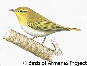 Wood Warbler