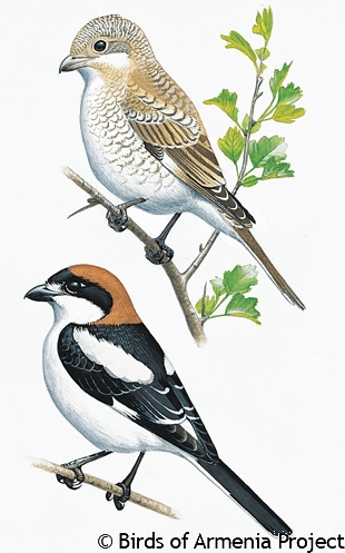 Woodchat Shrike