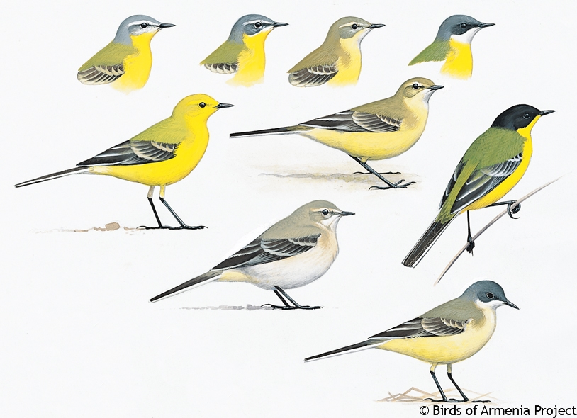 Yellow Wagtail