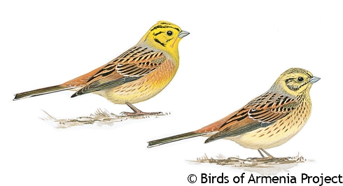 Yellowhammer