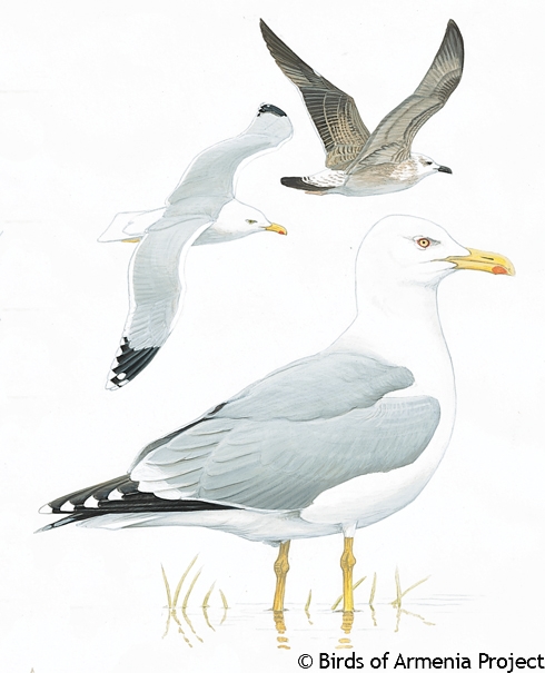 Yellow-legged Gull