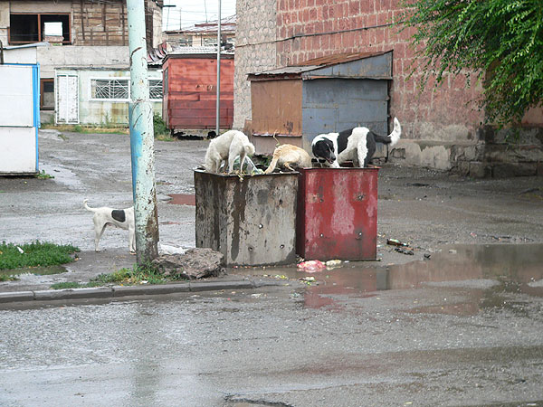 Trash Problem in Armenia