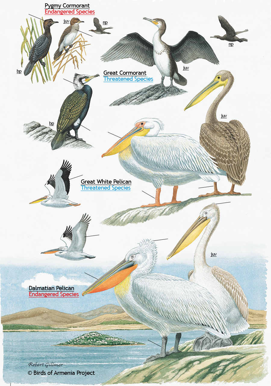 Cormorants and Pelicans