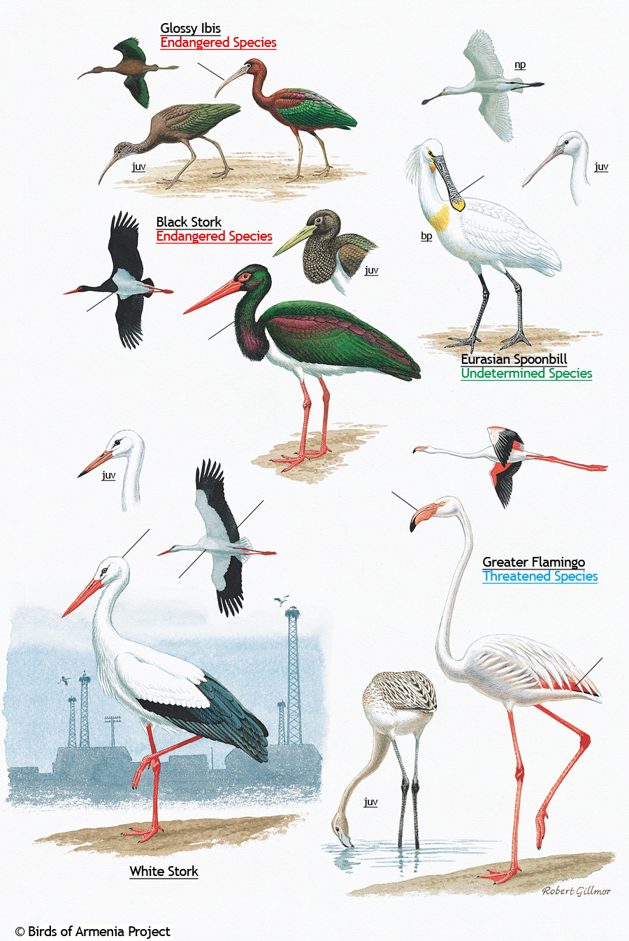 Ibis, Storks, Spoonbill and Flamingo