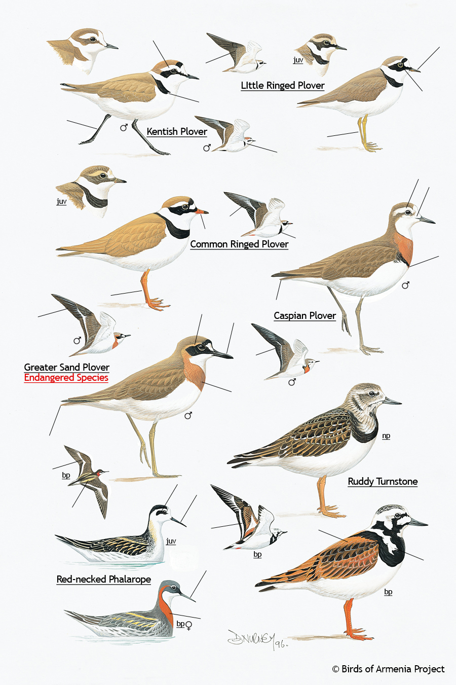 Plovers, turnstones and phalaropes