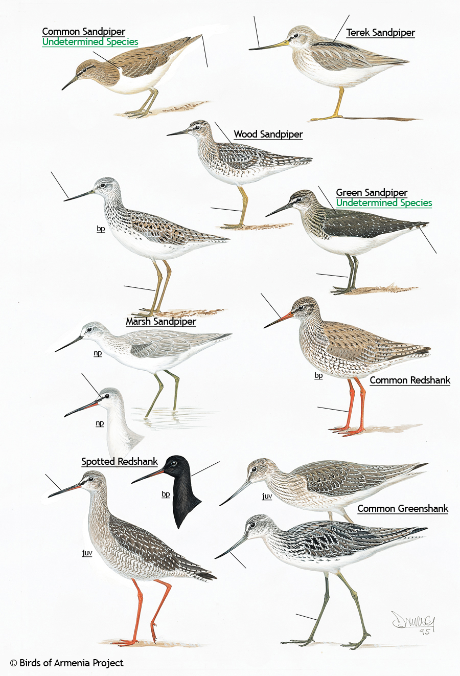 Sandpipers, redshanks and greenshanks