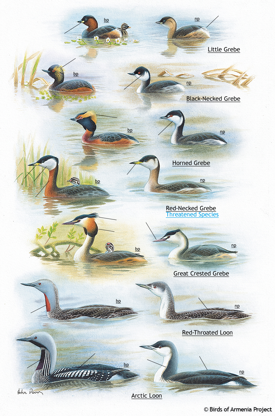 Grebes and Loons