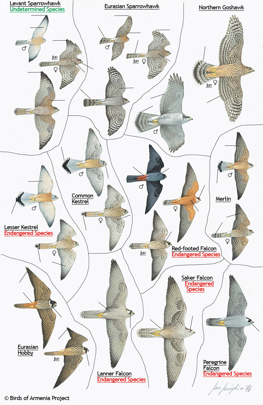 Sparrowhawks, Goshawks, Kestrels, Falcons, Merlins and Hobbys