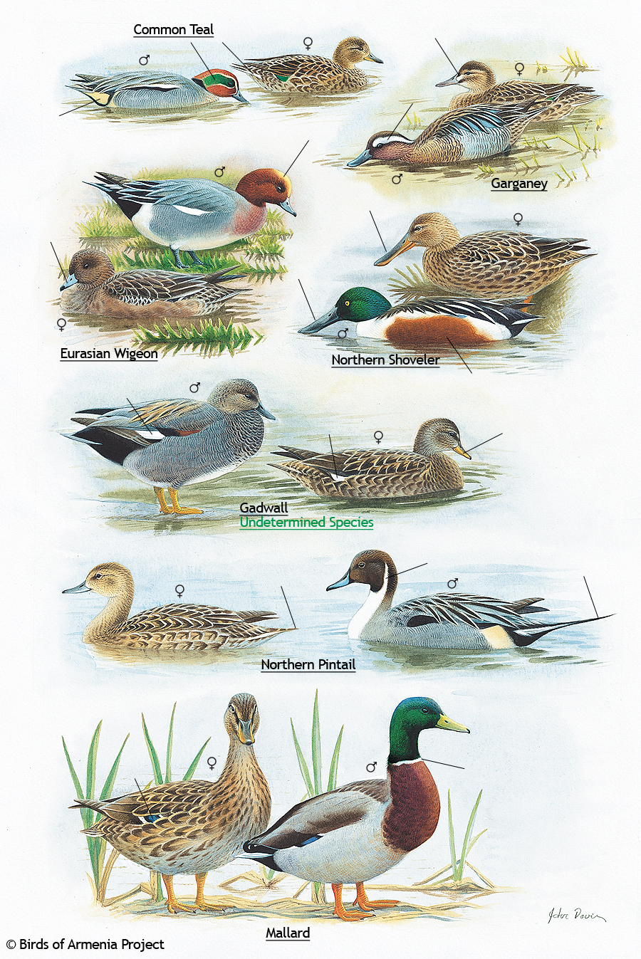 Teals, Garganeys, Wigeons, Shovelers, Gadwalls, Pintails and Mallards