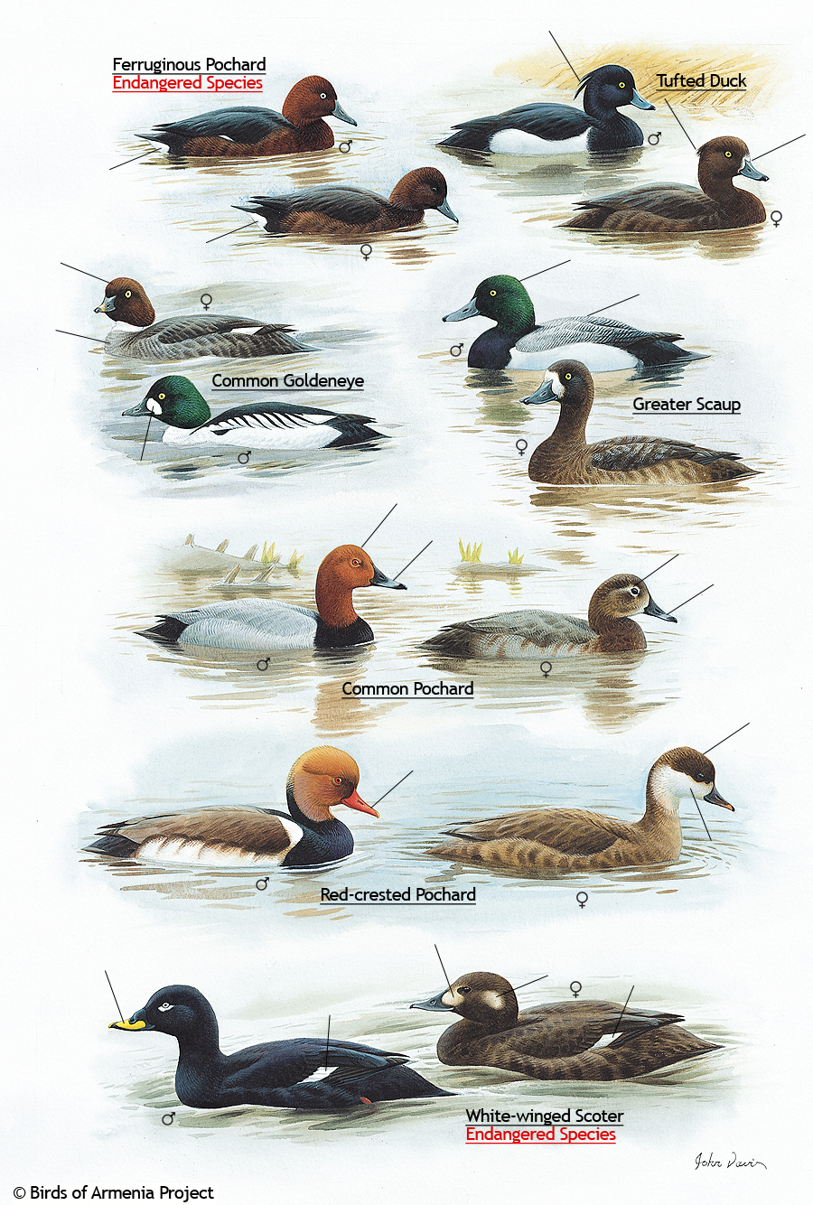 Pochards, Tufted Ducks, Goldeneyes, Scaups, and Scoters