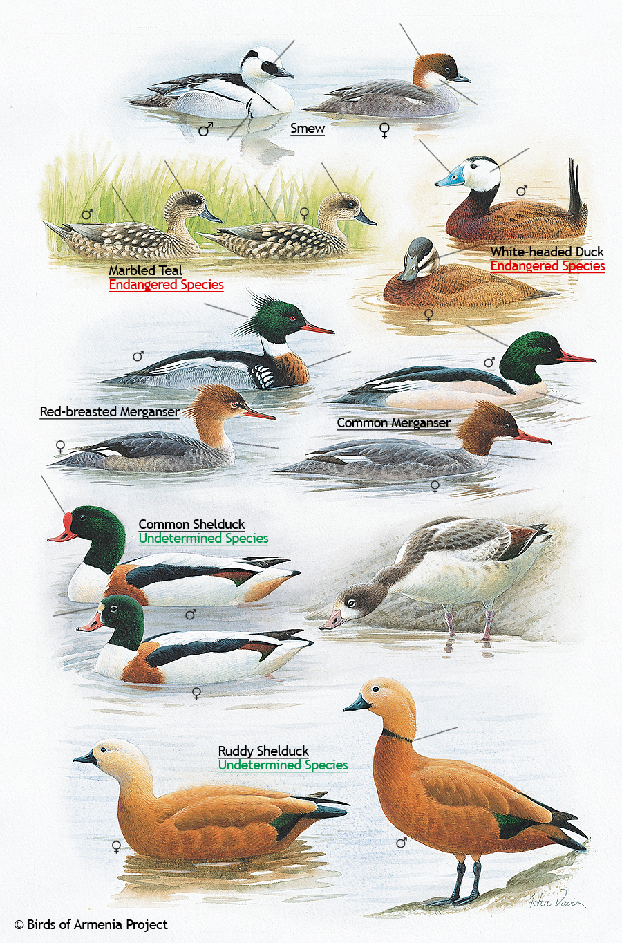 Smews, Teals, Ducks, Mergansers, and Shelducks