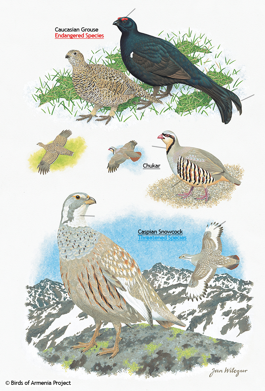 Grouse, Chukars and Snowcocks