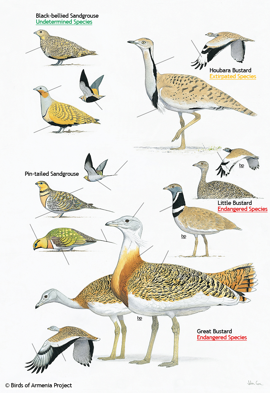 Sandgrouse and Bustards