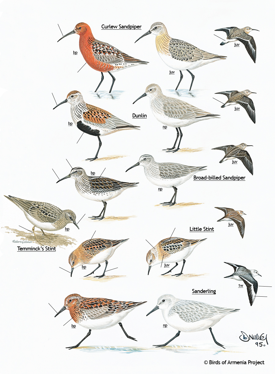 Sandpipers, dunlins, stints and sanderlings