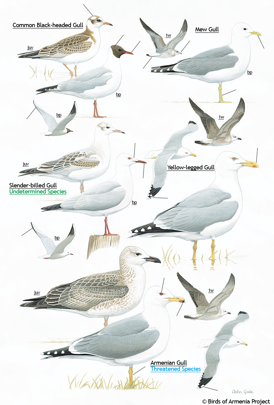 Gulls