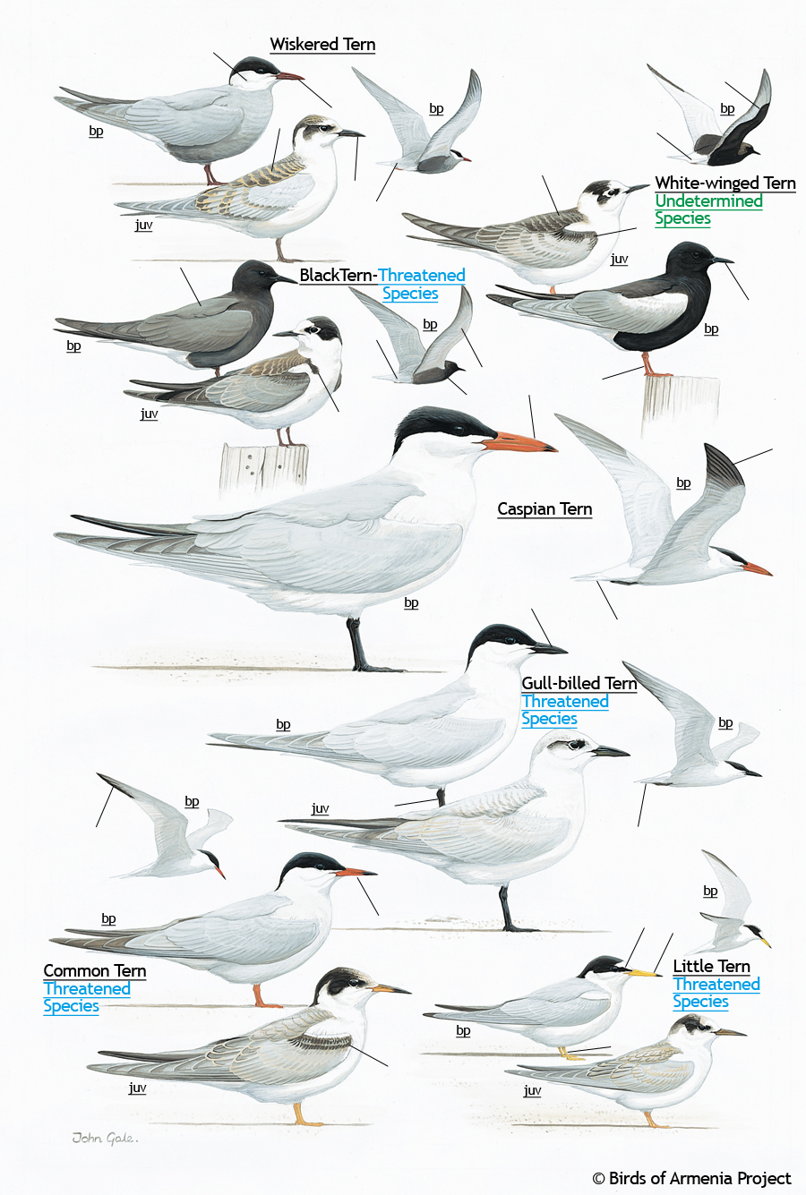 Terns