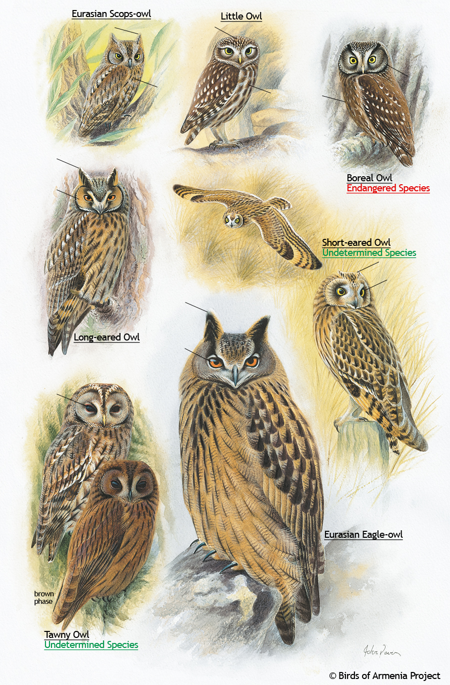 Owls