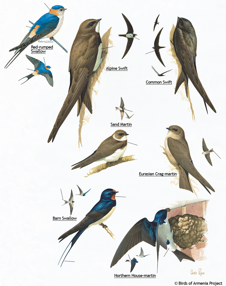 Swifts, martins and swallows
