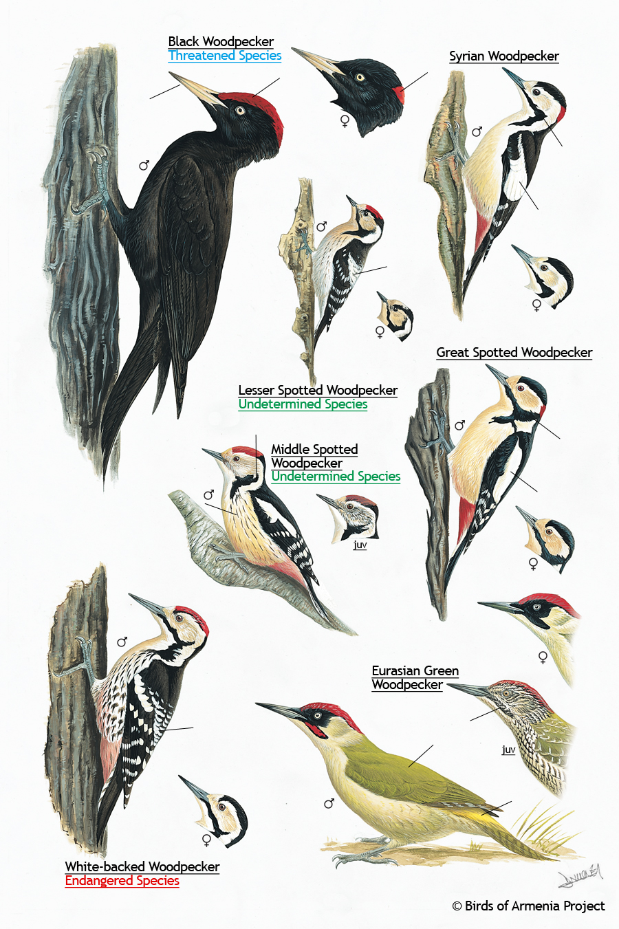 Woodpeckers