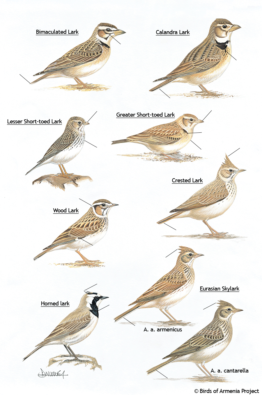 Larks and skylarks