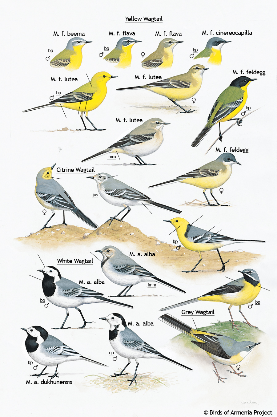 Wagtails