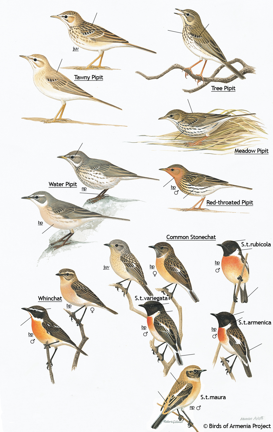 Pipits, stonechats and whinchats