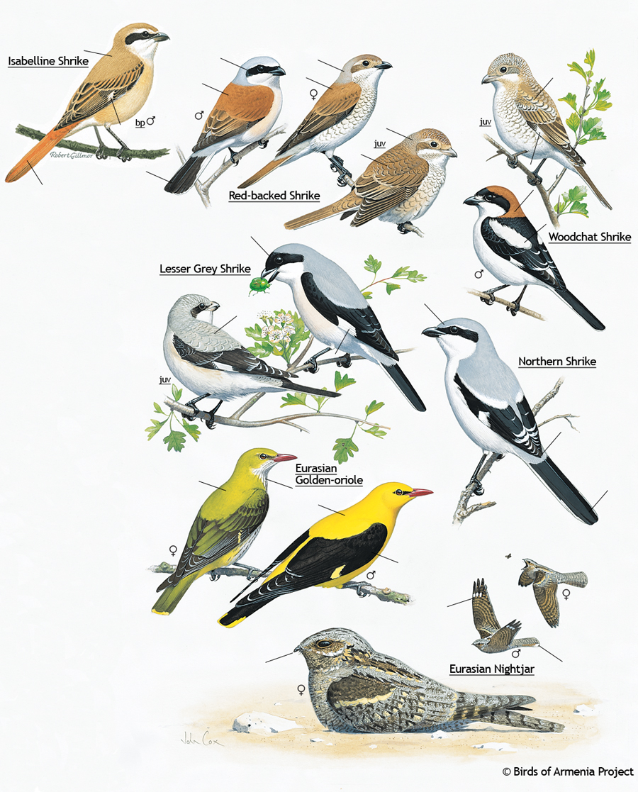 Shrikes, orioles and nightjars