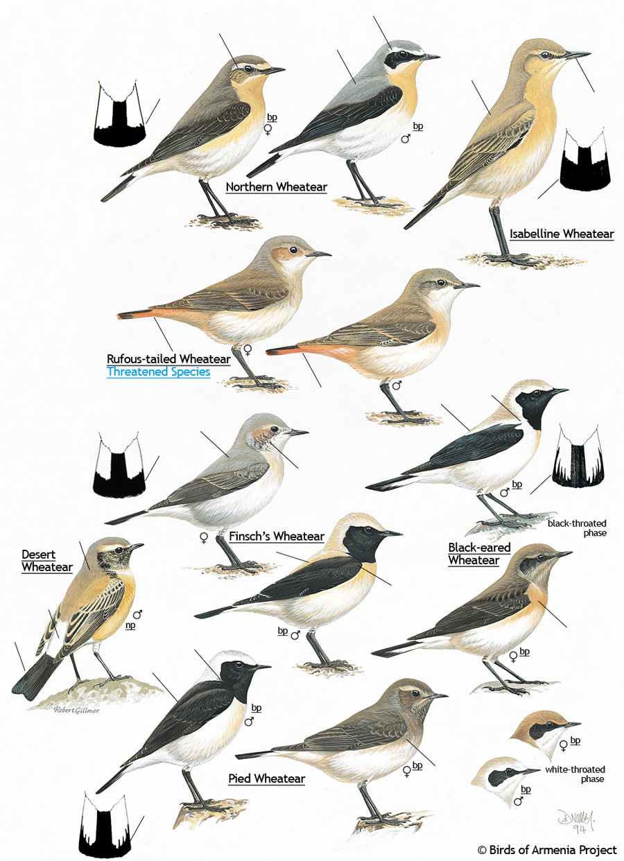 Wheatears