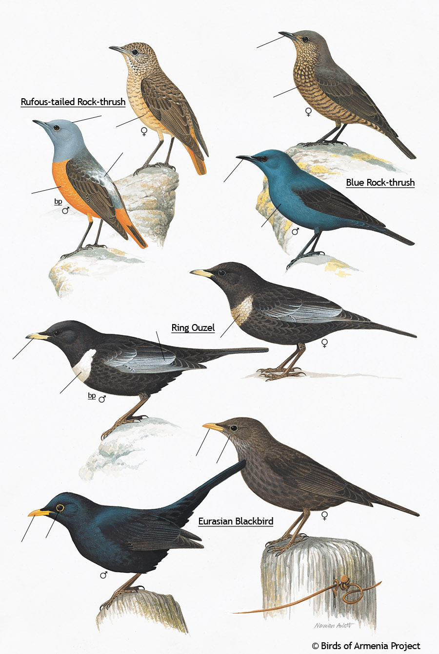 Rock-thrushes, Ouzels and Blackbirds