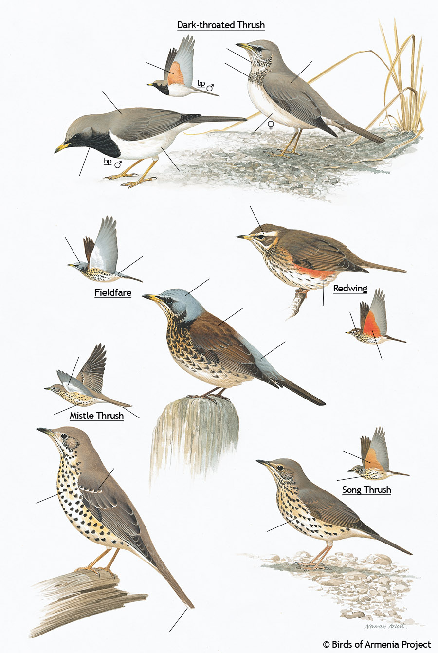 Rock-thrushes, Ouzels and Blackbirds