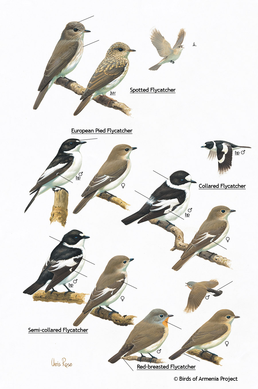 Flycatchers