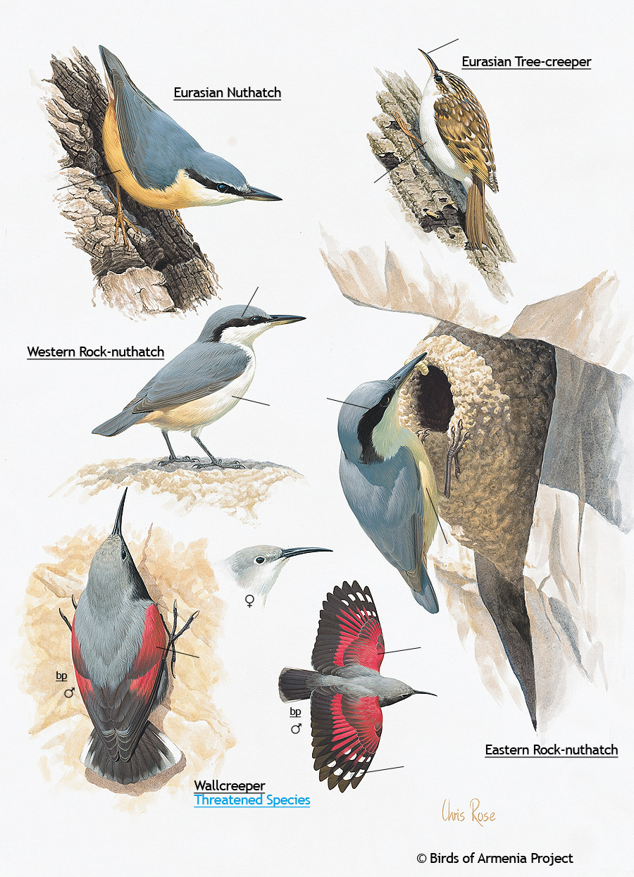 Nuthatches, Tree-creepers and Wallcreepers