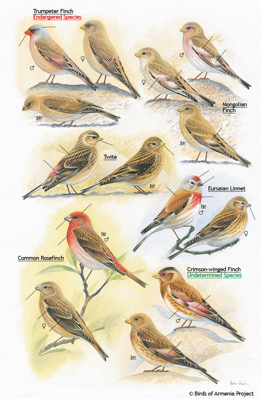 Finches, Twite, Linnet and Rosefinch