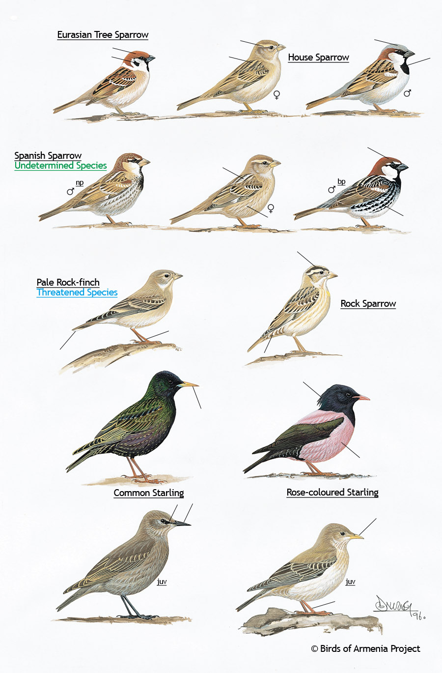 Sparrows, Rockfinches and Starlings