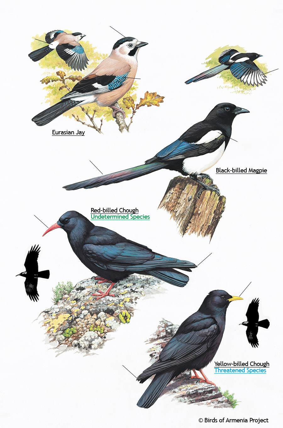 Jays, Magpies and Choughs