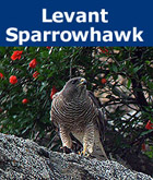 Donation - Levant Sparrowhawk